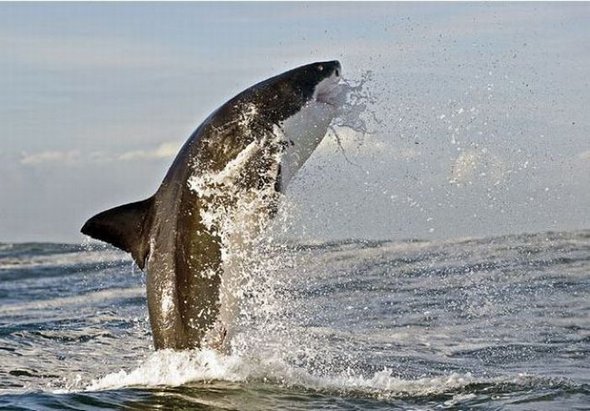 great white sharks hunting 18 in Great White Shark Hunting: Fearsome Predator in Action