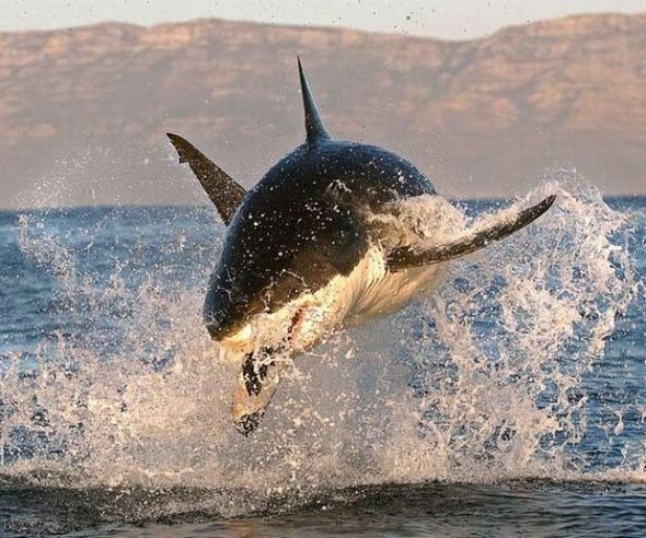 great white sharks hunting 19 in Great White Shark Hunting: Fearsome Predator in Action