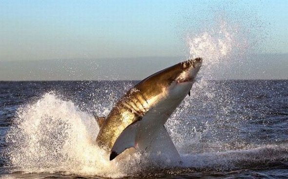 great white sharks hunting 20 in Great White Shark Hunting: Fearsome Predator in Action