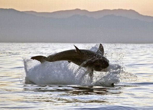 great white sharks hunting 22 in Great White Shark Hunting: Fearsome Predator in Action