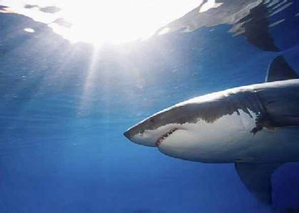 great white sharks hunting 25 in Great White Shark Hunting: Fearsome Predator in Action