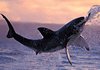Great White Shark Hunting: Fearsome Predator in Action