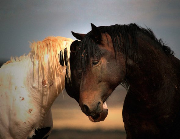 50 Stunning Contest Winning Photographs by National Geographic