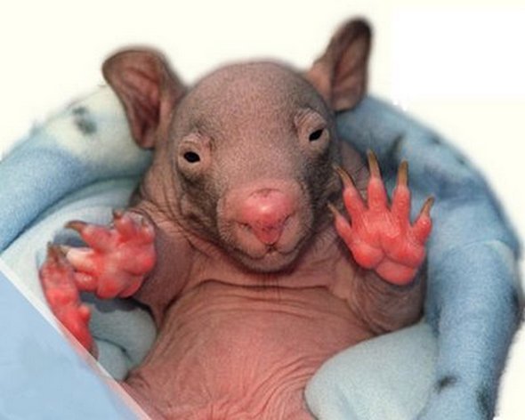 newborn baby wombats 01 in Newborn Baby Wombats: Cute or Not?