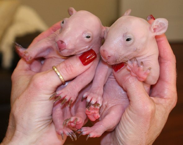 newborn baby wombats 03 in Newborn Baby Wombats: Cute or Not?