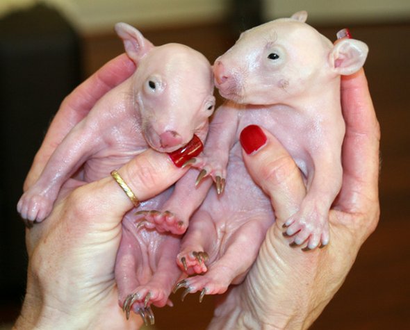 newborn baby wombats 04 in Newborn Baby Wombats: Cute or Not?