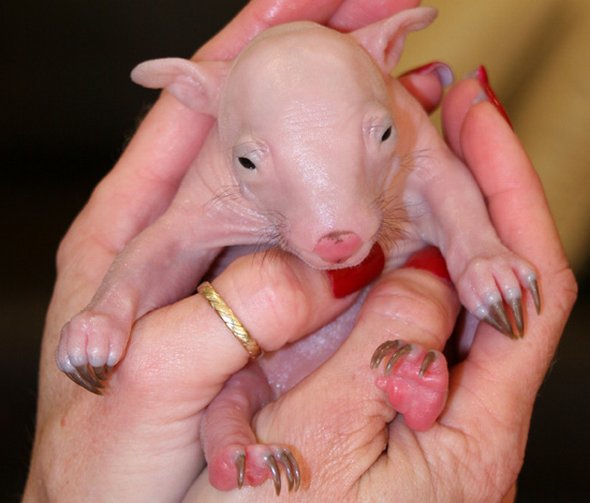 newborn baby wombats 05 in Newborn Baby Wombats: Cute or Not?