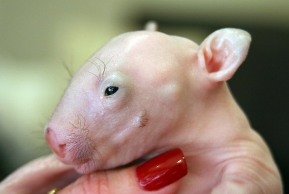 newborn baby wombats 06 in Newborn Baby Wombats: Cute or Not?