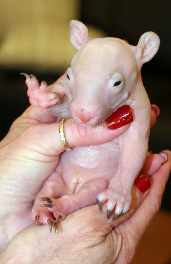 Newborn Baby Wombats: Cute or Not?