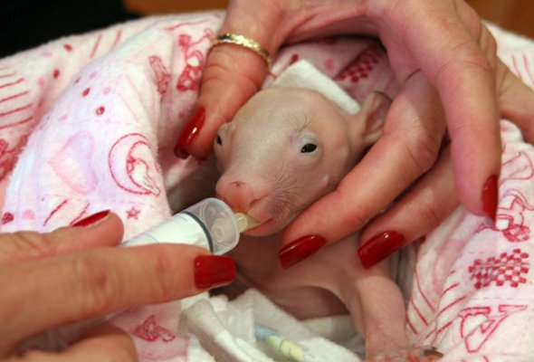 newborn baby wombats 08 in Newborn Baby Wombats: Cute or Not?