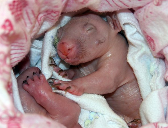 newborn baby wombats 09 in Newborn Baby Wombats: Cute or Not?
