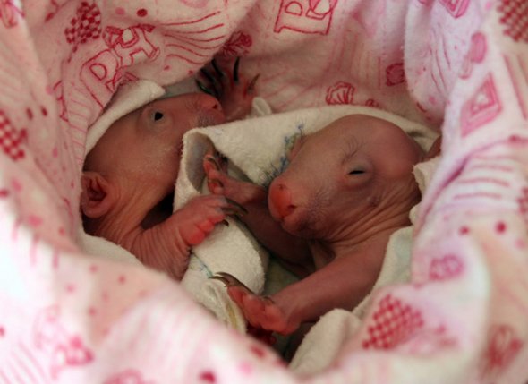 newborn baby wombats 11 in Newborn Baby Wombats: Cute or Not?