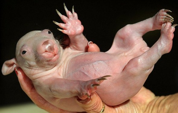 Newborn Baby Wombats: Cute or Not?