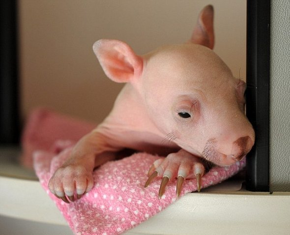 Newborn Baby Wombats: Cute or Not?