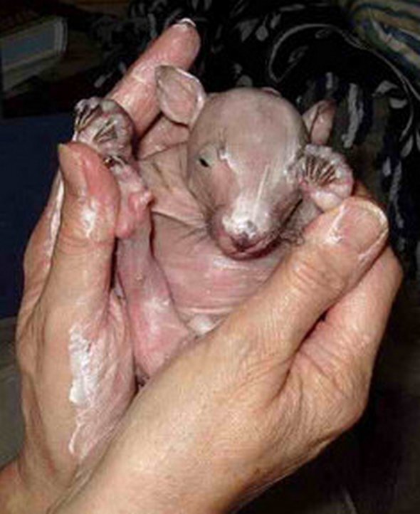 newborn baby wombats 15 in Newborn Baby Wombats: Cute or Not?