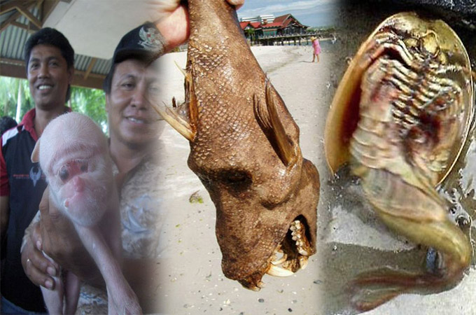 Top 5 Weirdest Creatures ever found