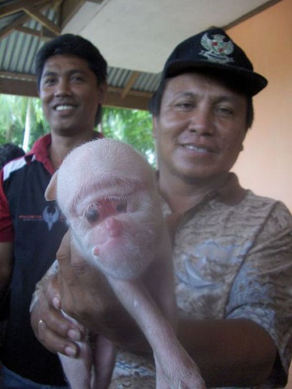 Piglet Monkey Face