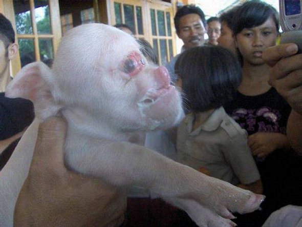 Picture Monkey Face Piglet