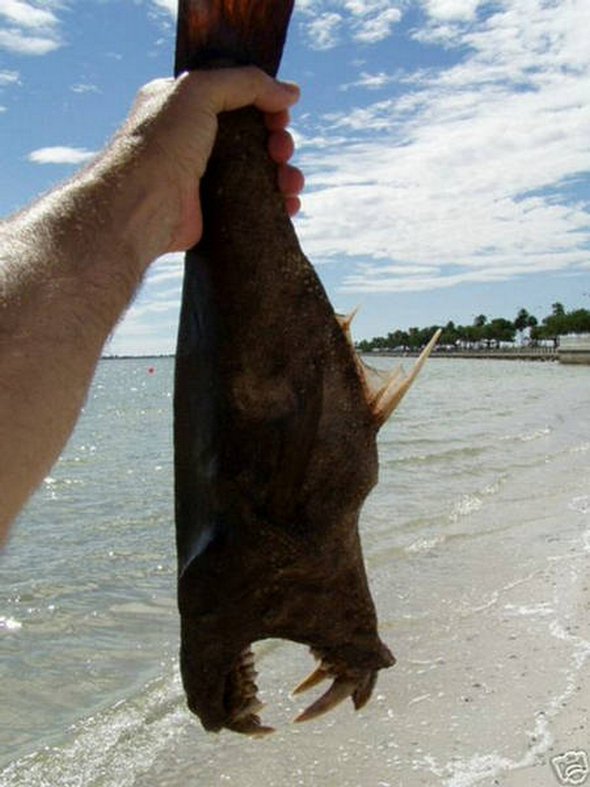 Hell Fish Found On Beach