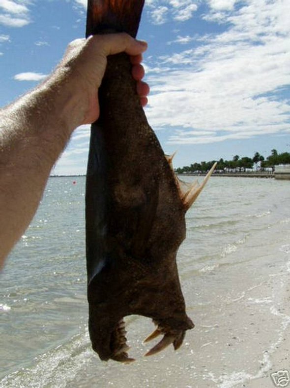 mais estranhas criaturas já 05 em 5 Criaturas mais estranhos já encontrados