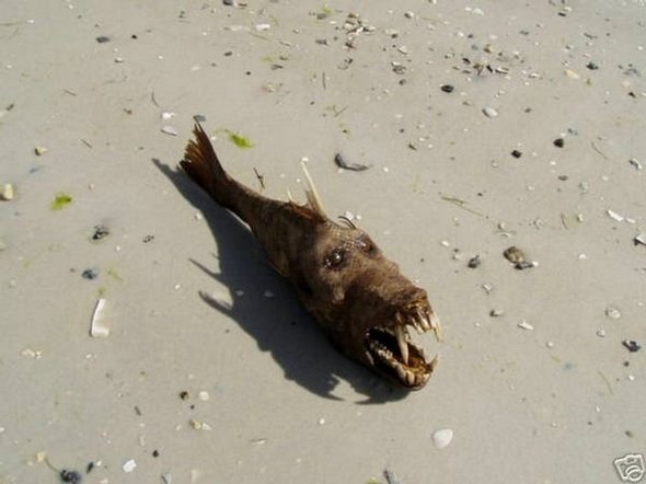 mais estranhas criaturas cada vez mais estranhos 08 em 5 Criaturas já encontrado