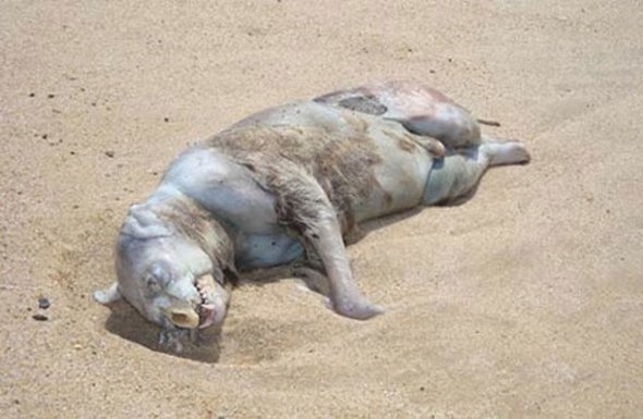 Montauk Beach Monster Picture 1