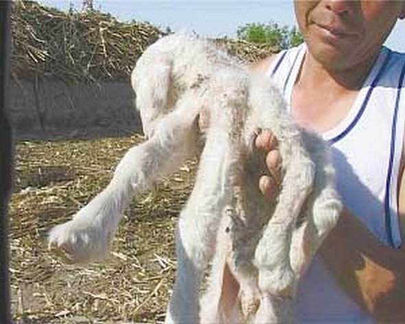 mais estranhas criaturas já 10 em 5 Criaturas mais estranhos já encontrados