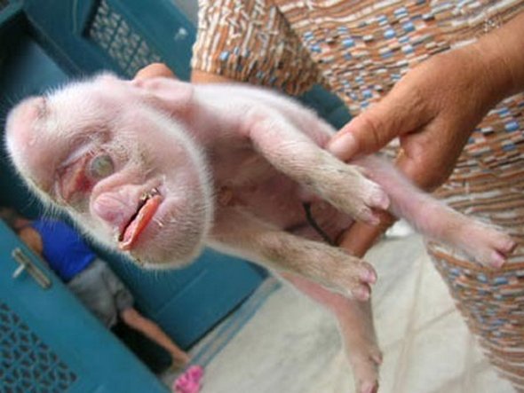 Piglet With Monkey’s Face