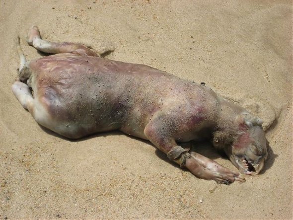 Montauk Beach Monster