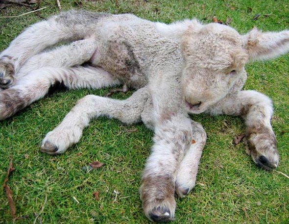 Seven legged baby goat