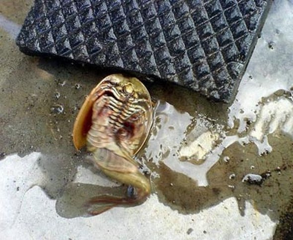 Weird creature found Russia Picture 2 Weird creature found Russia Picture 2
