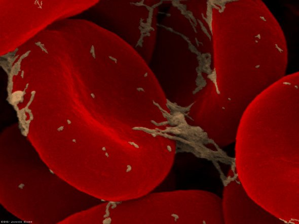 blood cells microscope. Red Blood Cells