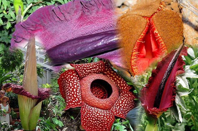 4 The World's Most Unusual Plants