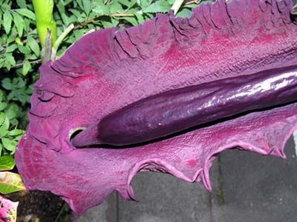 4 The World's Most Unusual Plants