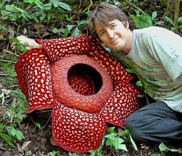 4 The World's Most Unusual Plants