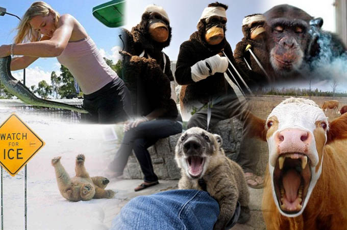 What happens when animals behave like people?