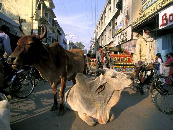 Different Incredible Faces of India