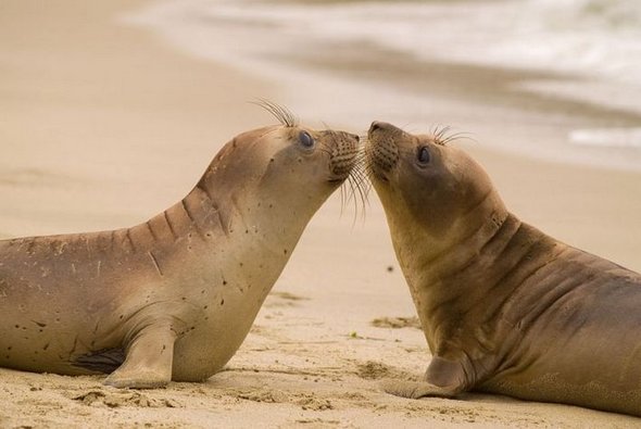 how animals kiss 14 in How Animals Kiss and Make Up?