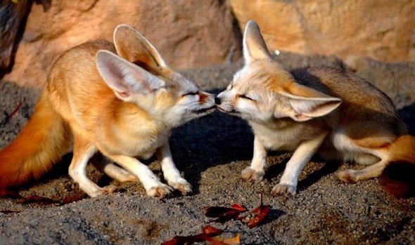 how animals kiss 15 in How Animals Kiss and Make Up?