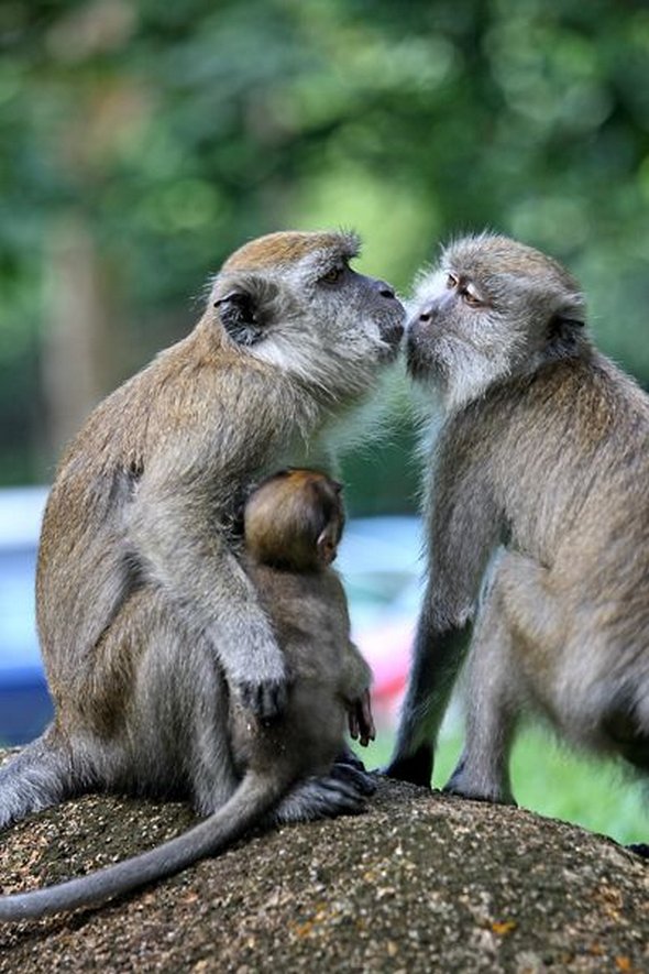how animals kiss 16 in How Animals Kiss and Make Up?