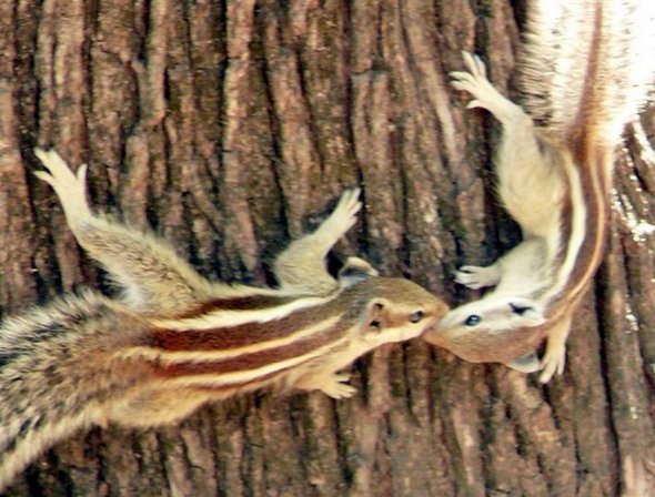 how animals kiss 18 in How Animals Kiss and Make Up?