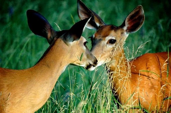 how animals kiss 22 in How Animals Kiss and Make Up?
