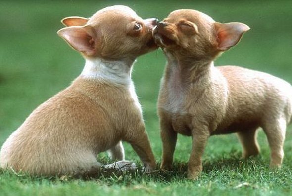 how animals kiss 26 in How Animals Kiss and Make Up?