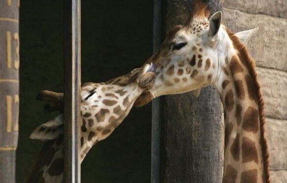 how animals kiss 28 in How Animals Kiss and Make Up?