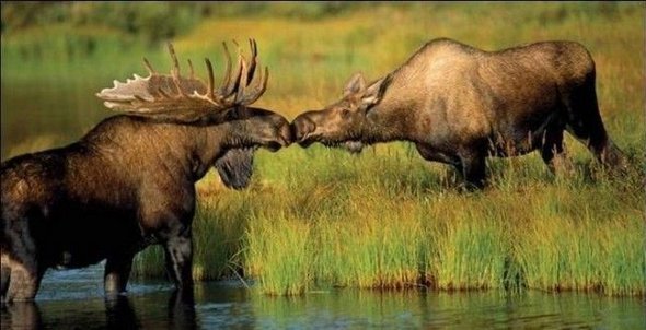 how animals kiss 29 in How Animals Kiss and Make Up?