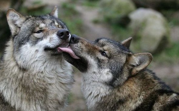 how animals kiss 31 in How Animals Kiss and Make Up?