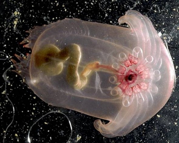 Transparent Animals - Wonders of Nature