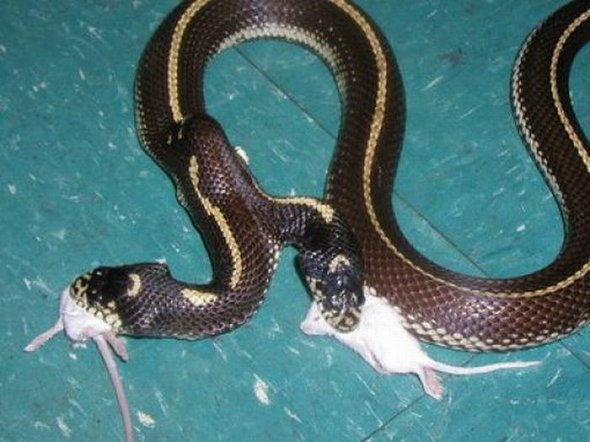 two headed  snake