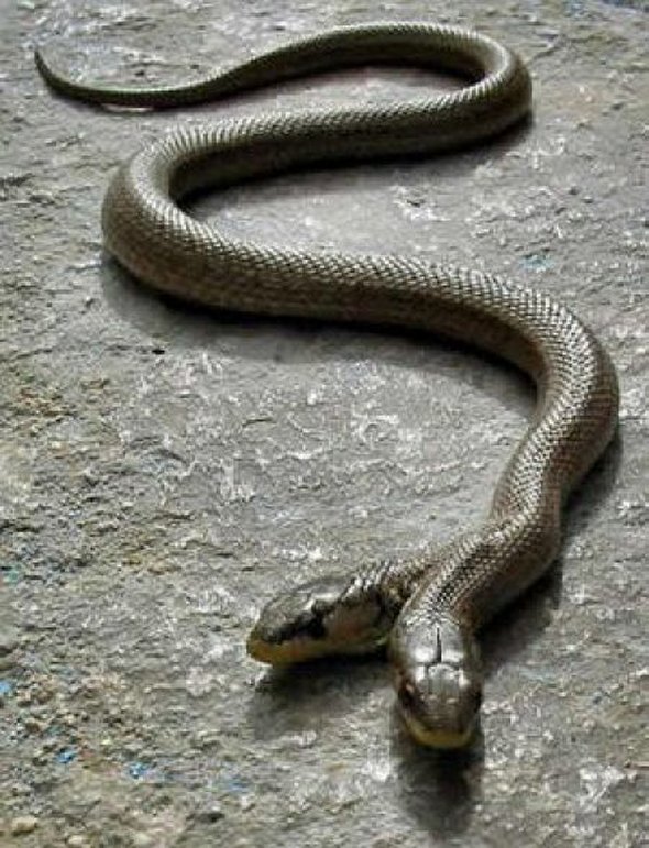 two headed  snake