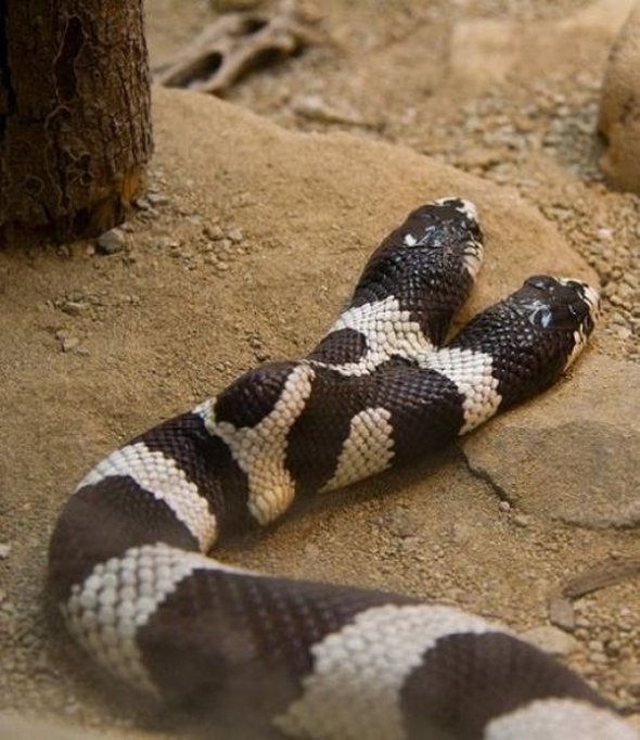 two headed snakes 04 in Two Headed Snakes   Strange Creatures